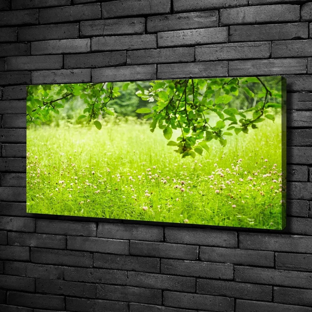 Tablou pe pânză canvas Pajiște verde