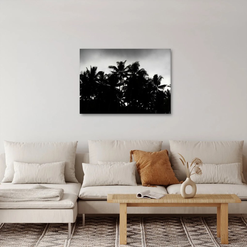 Tablou alb negru - palmieri (70x50 cm)