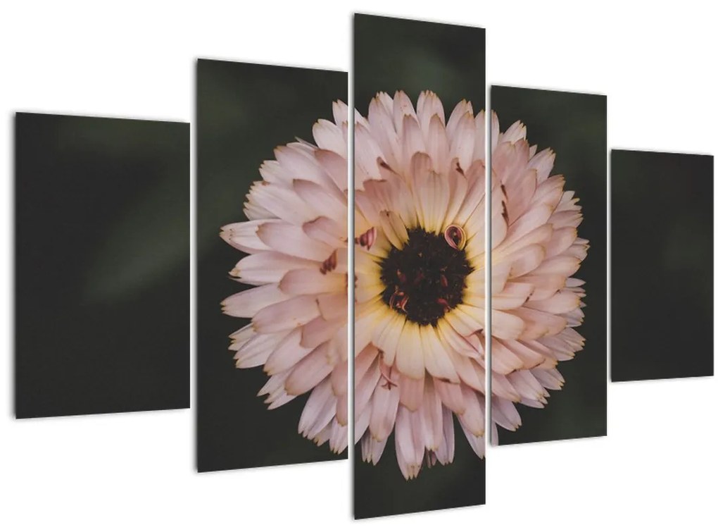 Tablou cu floare portocalie (150x105 cm)