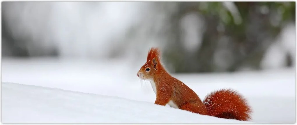 Tablou - Vevetițe (120x50 cm)