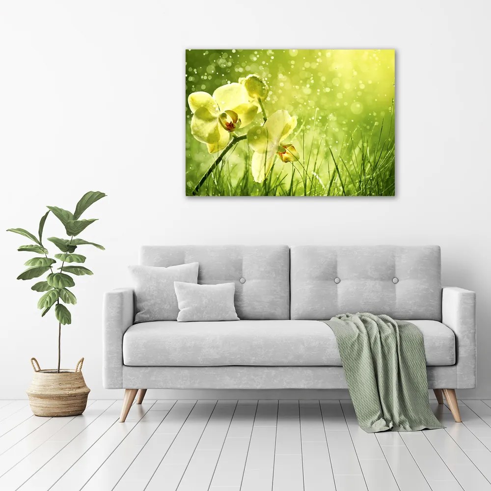 Tablou pe pânză canvas Orhidee
