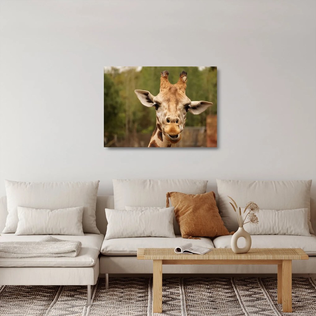 Tablou pe sticlă girafe (70x50 cm)