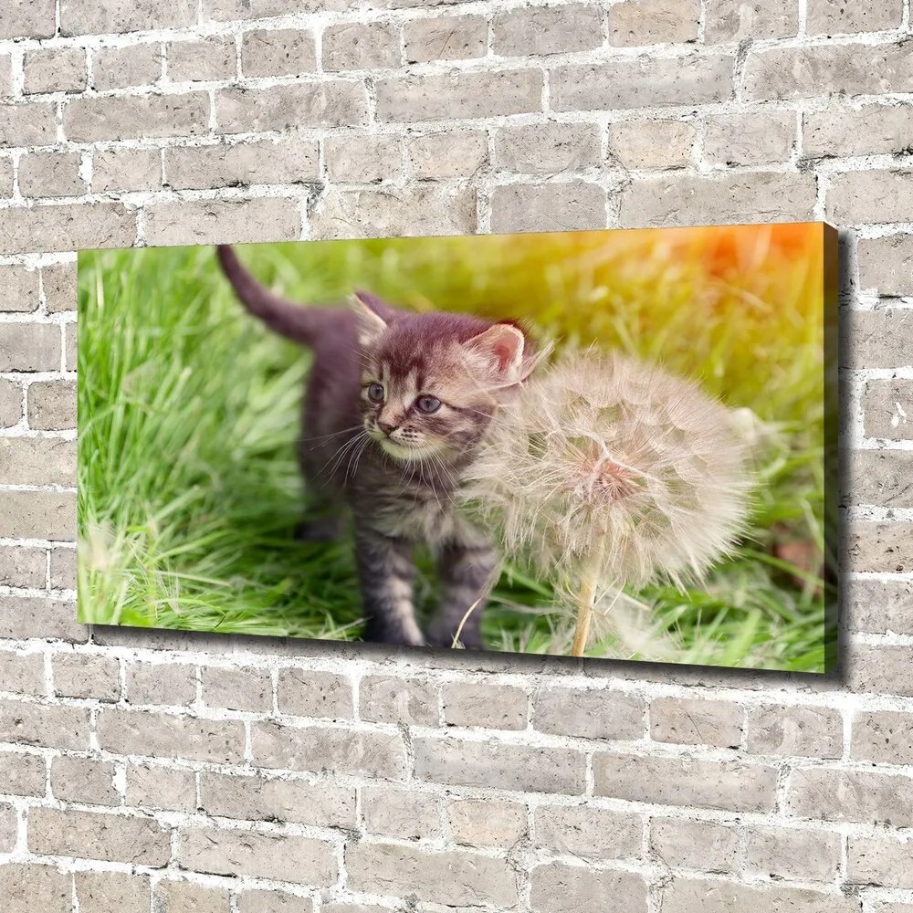 Print pe canvas Pisoi cu păpădia