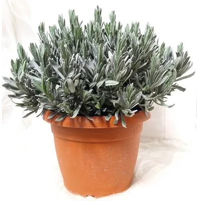 Levănțică FloraSelf Lavandula angustifolia H 40-60 cm ghiveci Ø 25 cm