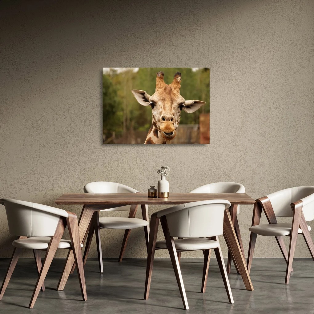 Tablou pe sticlă girafe (70x50 cm)