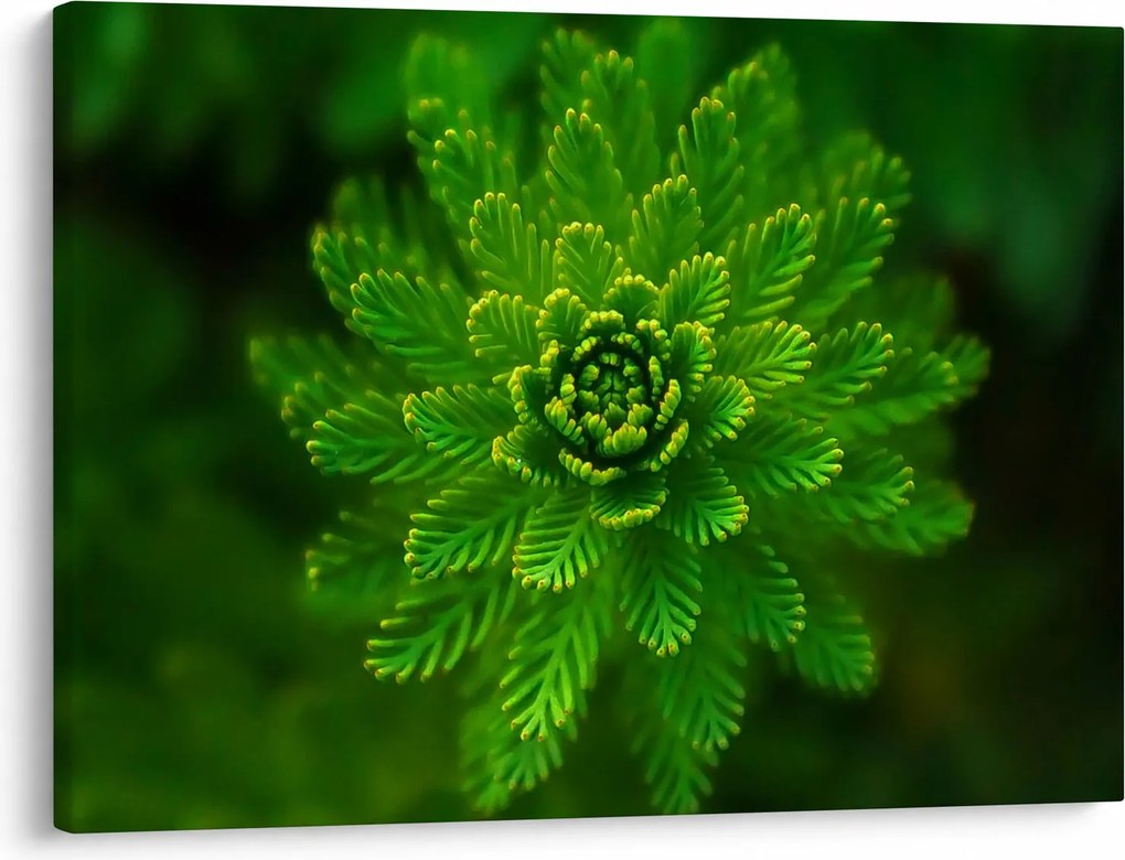 Tablou cu coniferi (70x50 cm)