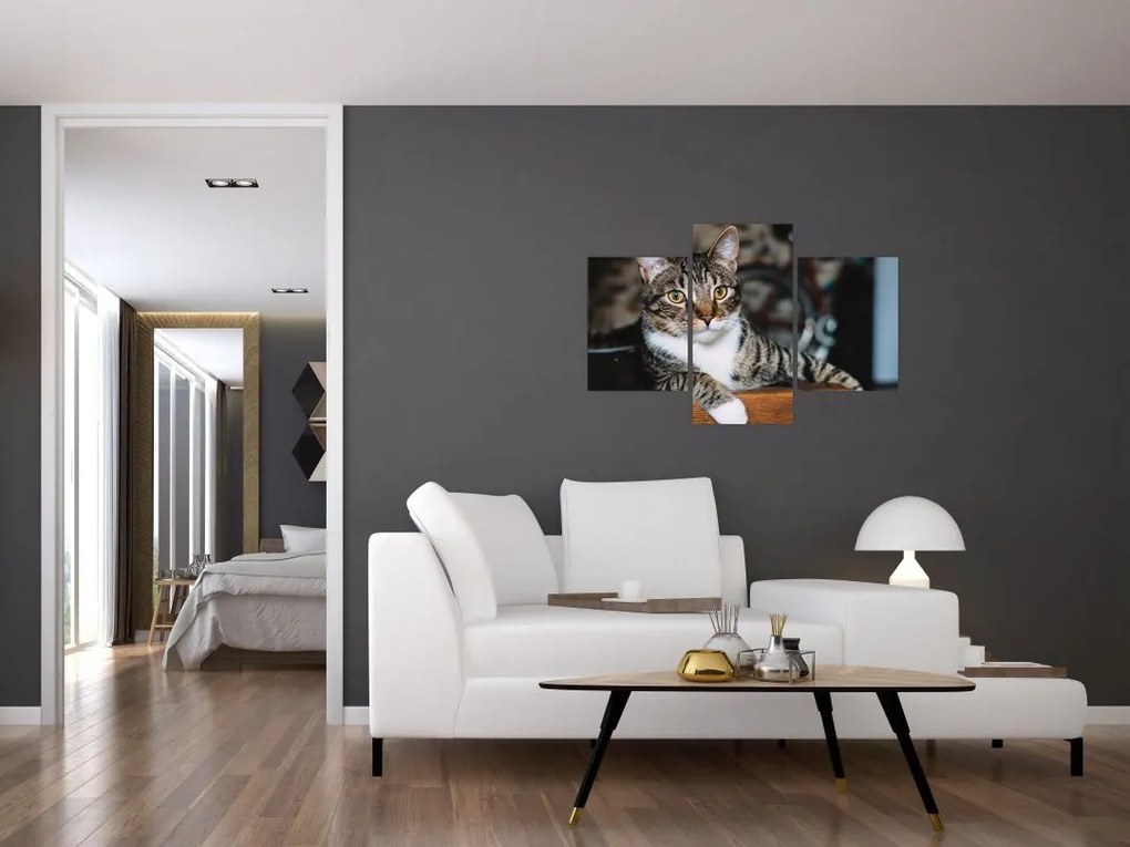 Tablou cu pisica (90x60 cm)