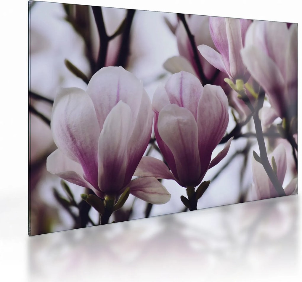 Tablou pe sticlă - Magnolie (70x50 cm)