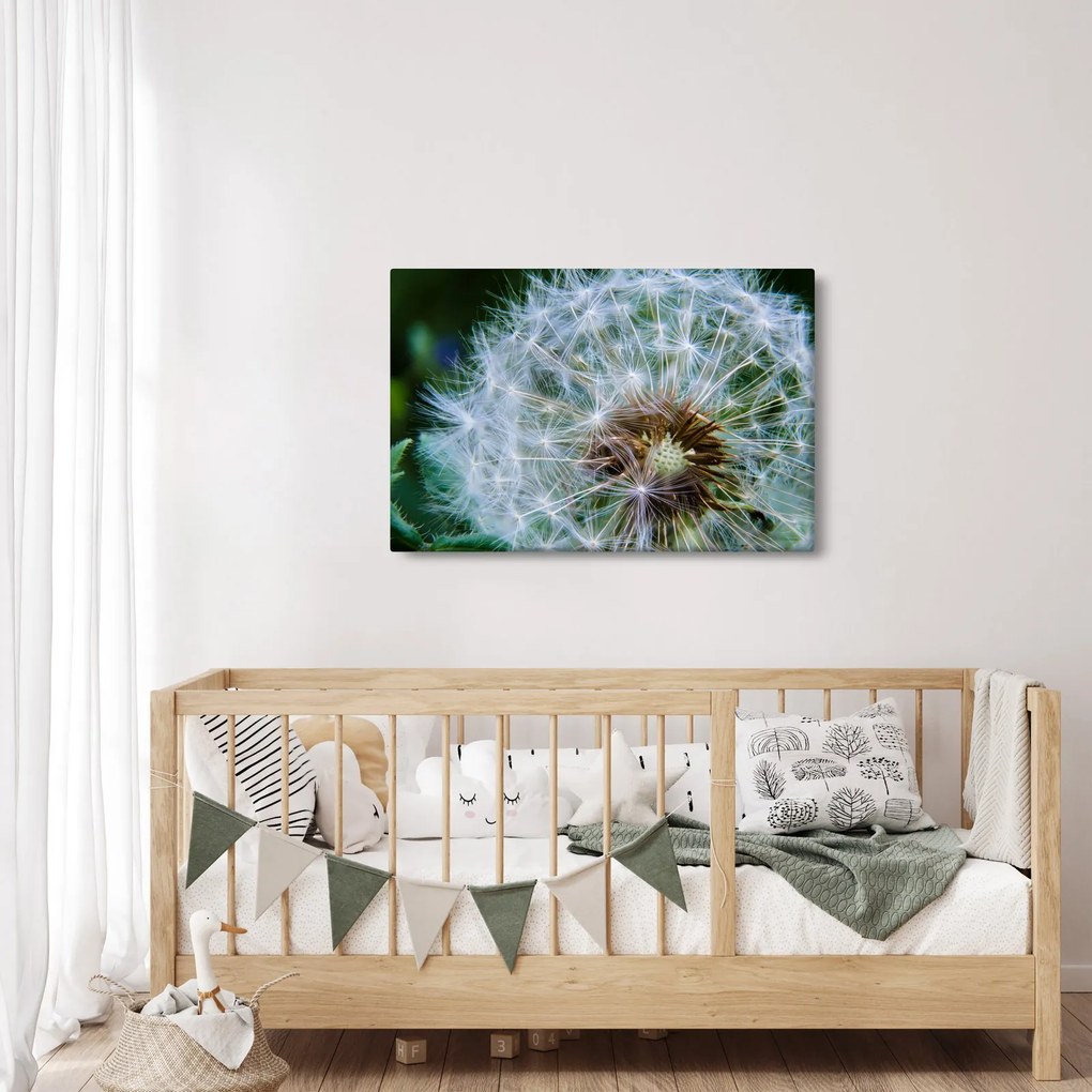 Tabloul cu păpădie desflorit (90x60 cm)