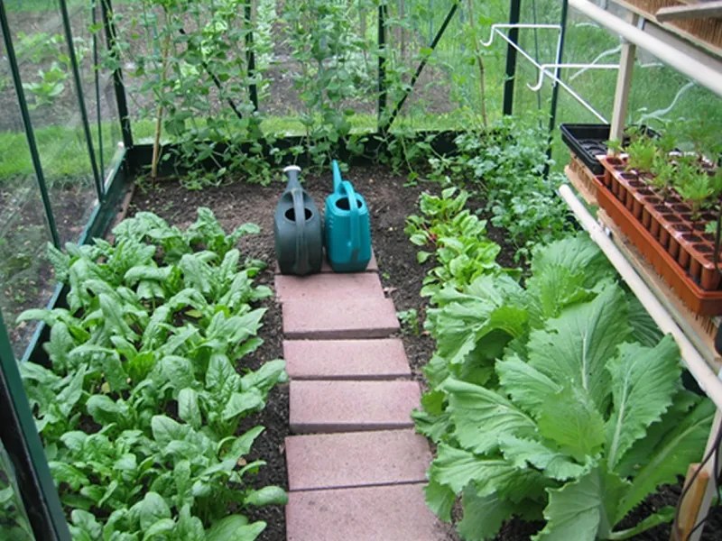 Seră din policarbonat Balance Green 2,44 x 2,47 m Palram - Canopia