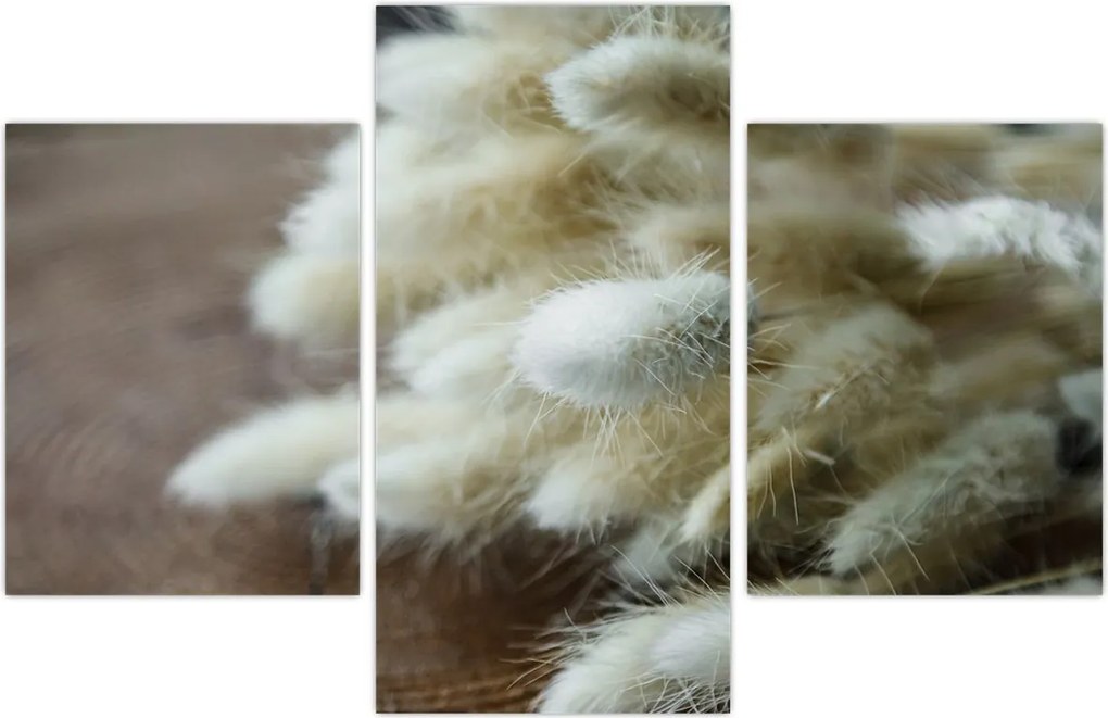 Tablou - Coadă de iepure (90x60 cm)