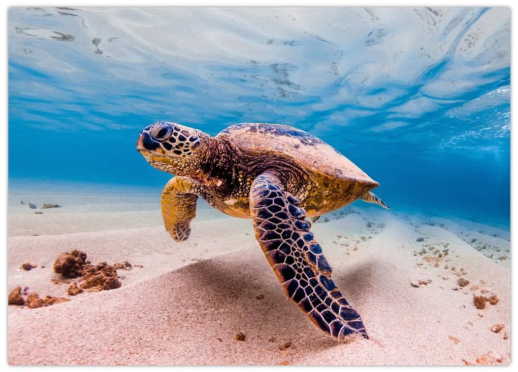 Tablou pe sticlă - Broasca țesstoasă (70x50 cm)