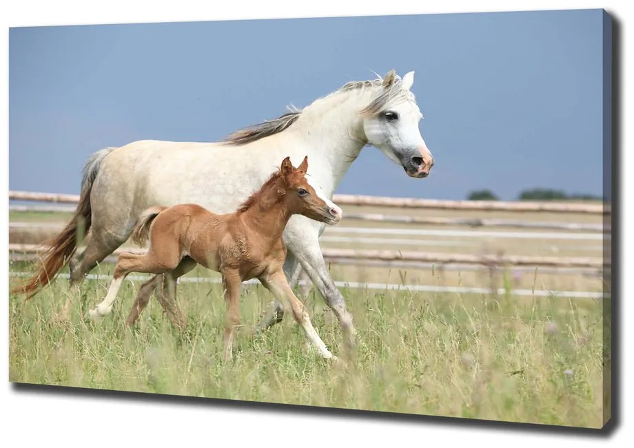 Print pe canvas Mare cu mânz