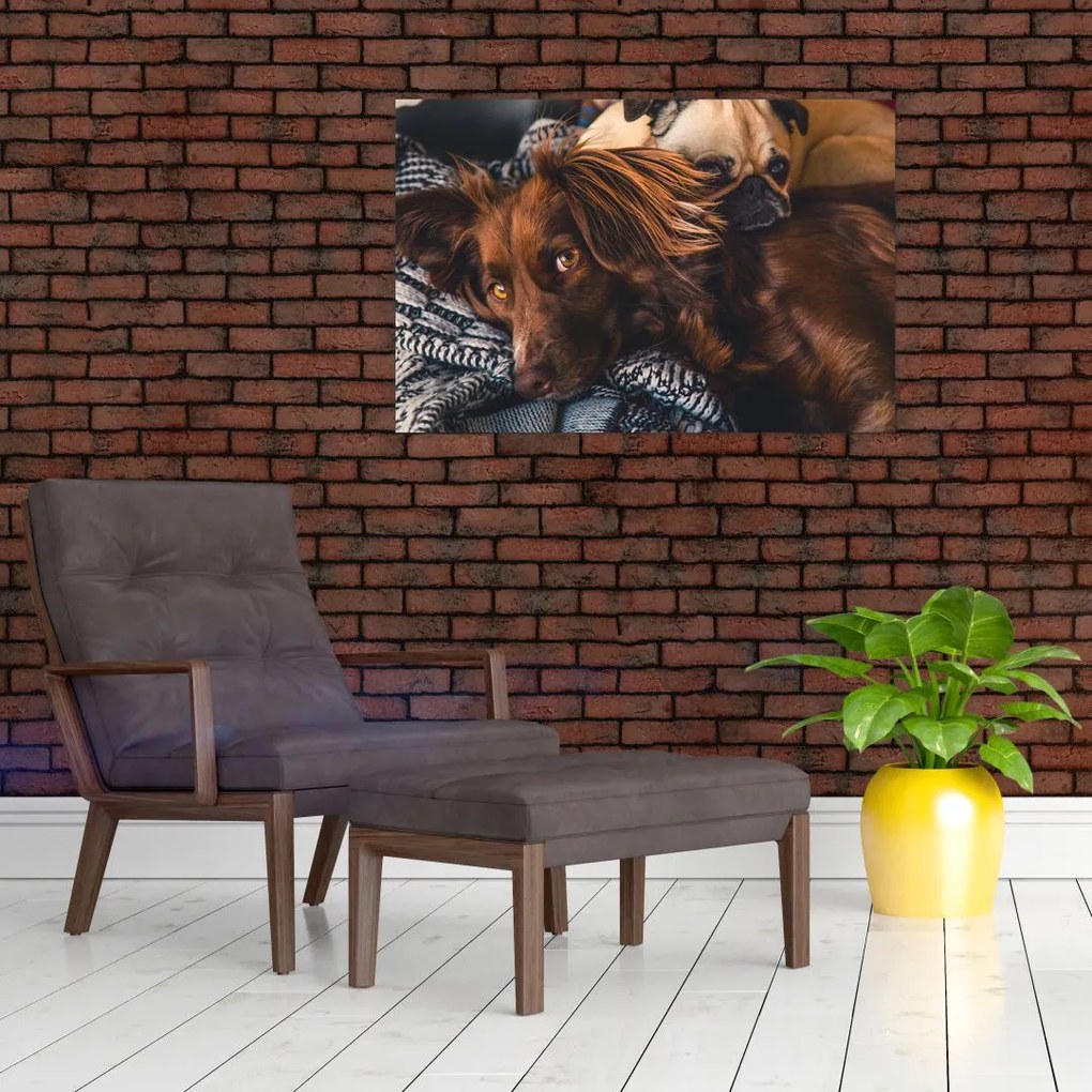 Tablou cu câini dormind (90x60 cm)