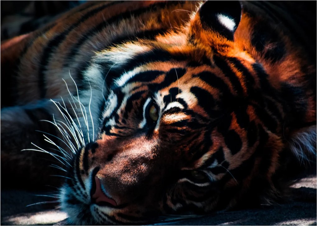 Tablou cu tigrul dormind (70x50 cm)