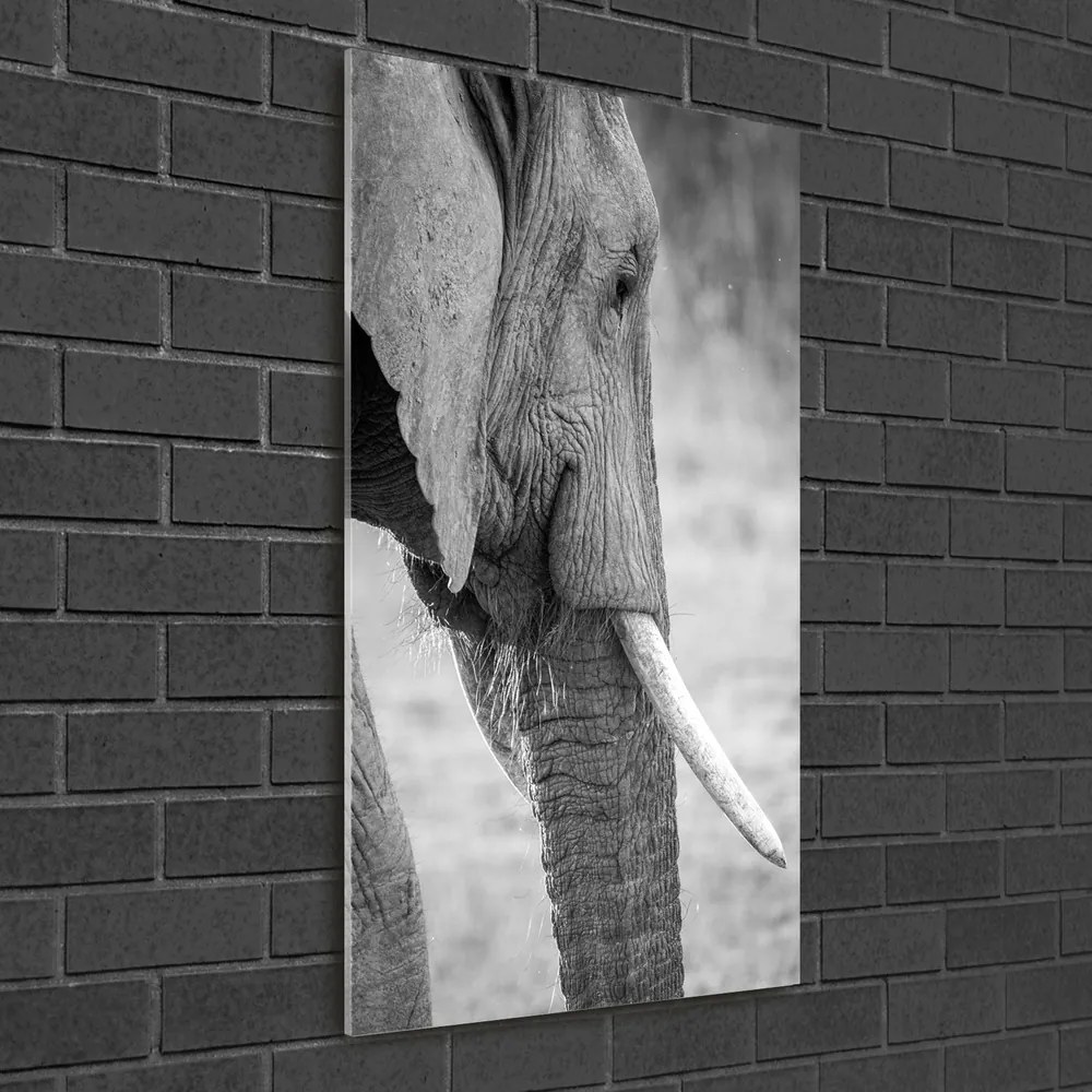Tablou pe sticlă acrilică Elefant