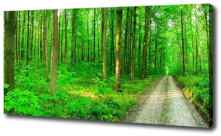 Pictură pe pânză Copaci în pădure