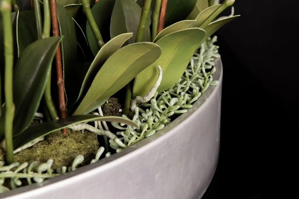 Aranjament floral mediu design LUX BIG PHALEANOPSIS DISK