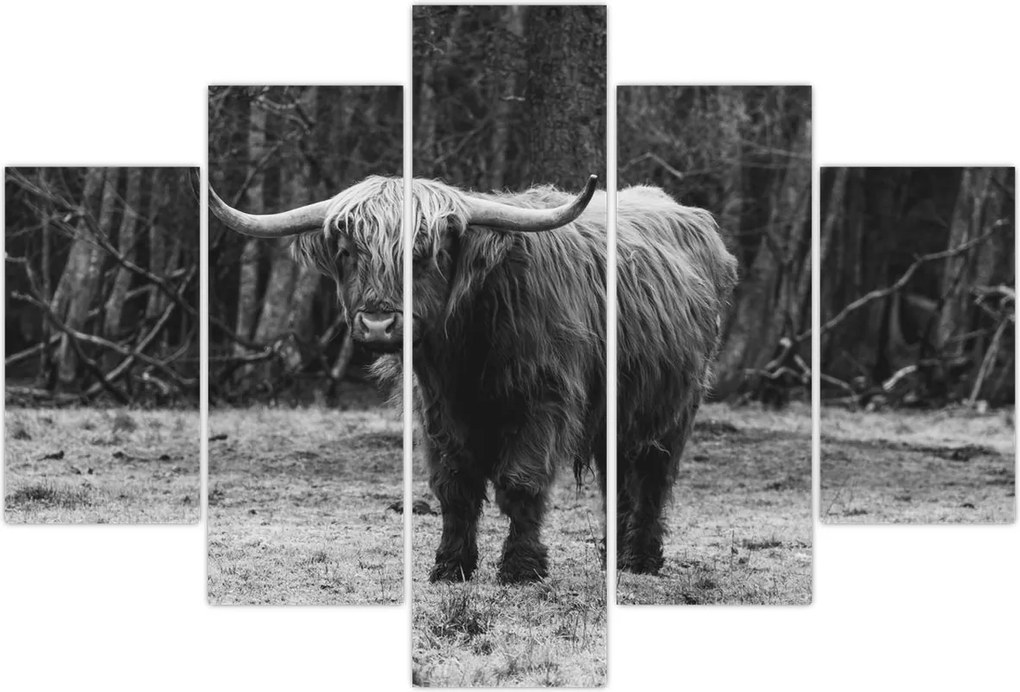 Tablou - Vacă scoțiană (150x105 cm)