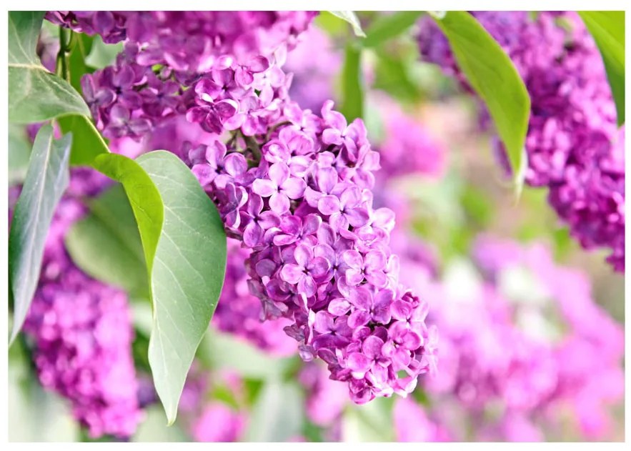 Fototapet - Lilac flowers