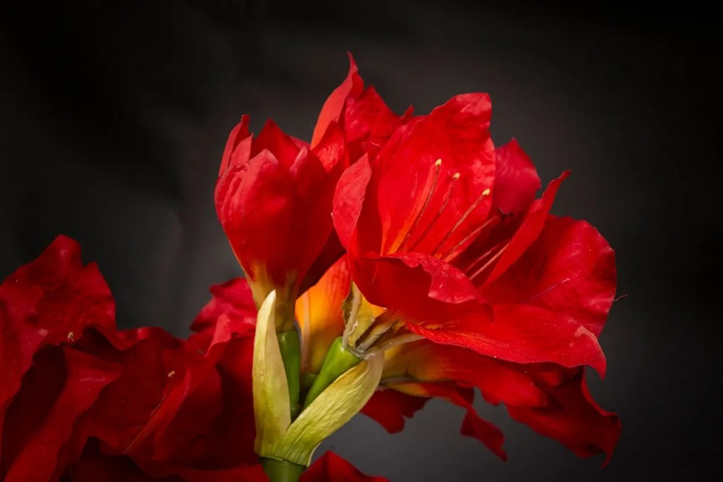 Aranjament floral mediu design LUX AMARYLLIS RADISH RED