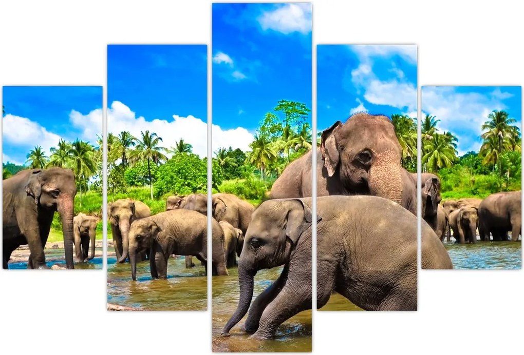Tablou - Elefanți, Sri Lanka (150x105 cm)