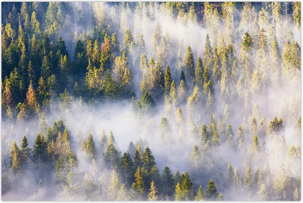 Tablou - Copac în ceață (90x60 cm)