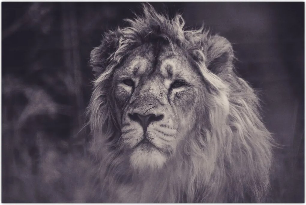 Tablou cu leu (90x60 cm)