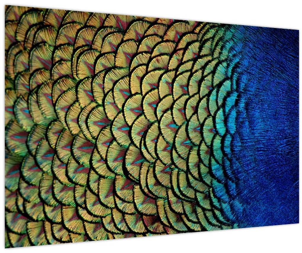 Tablou - Pene de păun (90x60 cm)