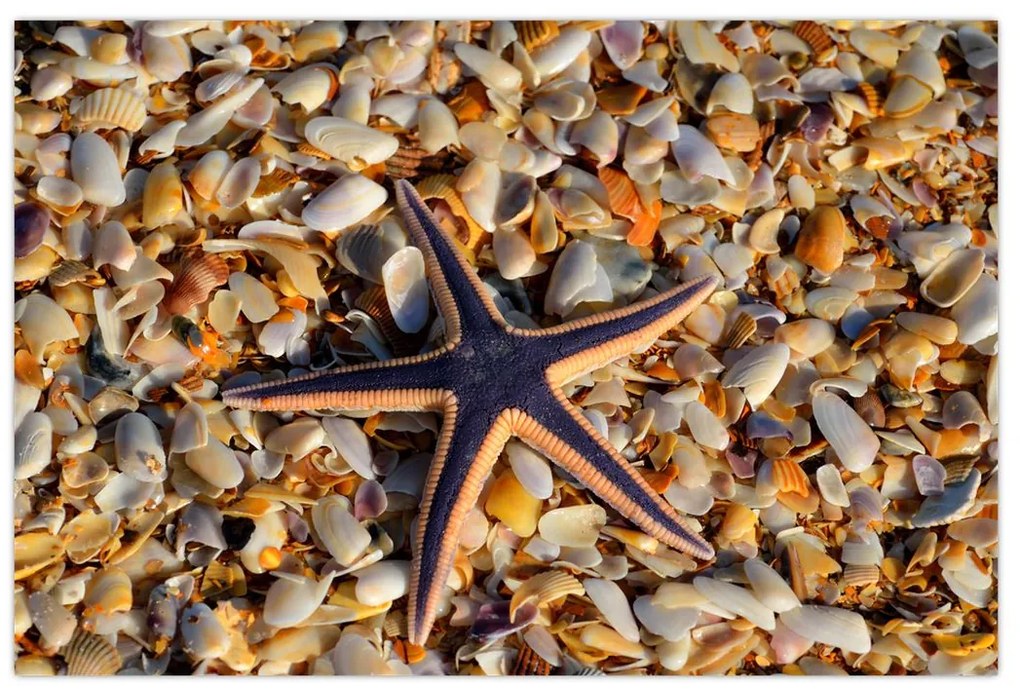 Tablou cu stea de mare (90x60 cm)