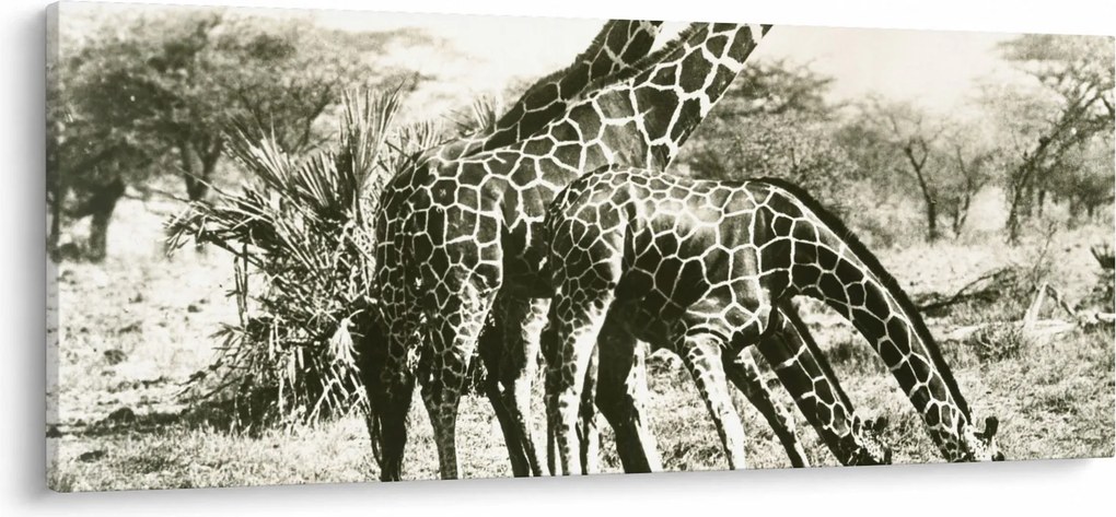Tablou - Girafe, de epocă (120x50 cm)