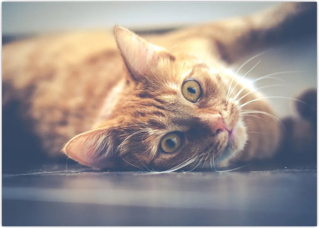 Tablou - Pisici pe podea (70x50 cm)