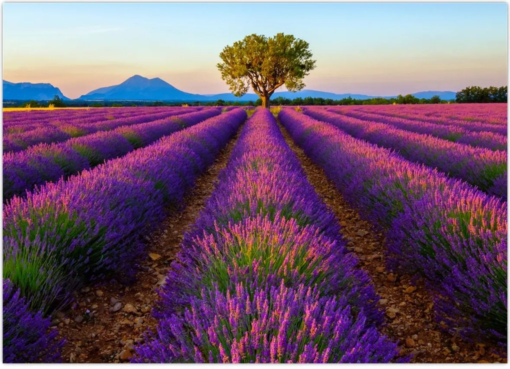 Tablou - Câmp de lavandă (70x50 cm)