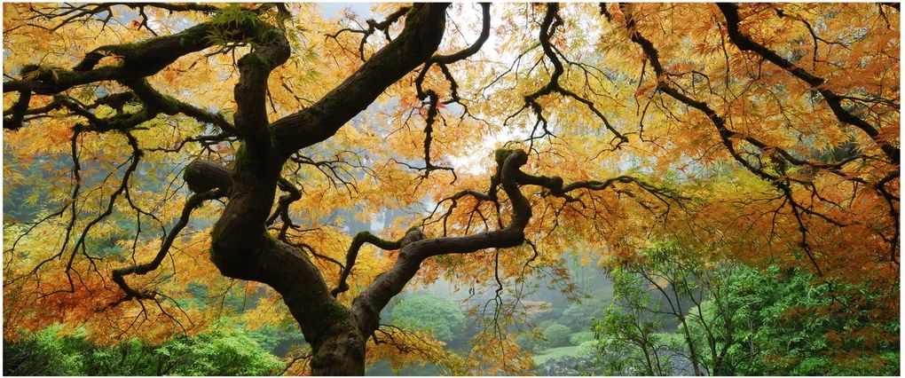 Tablou - Arțarul japonez galben, Portland, Oregon (120x50 cm)