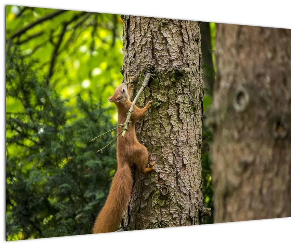 Tablou - Veverița (90x60 cm)