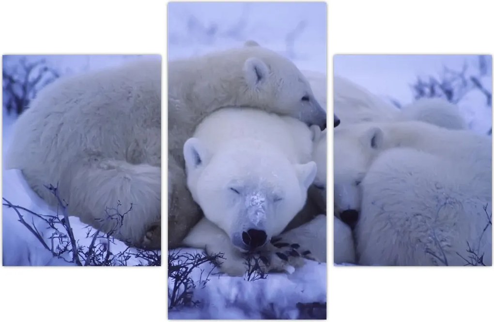 Tablou - Urși polari (90x60 cm)