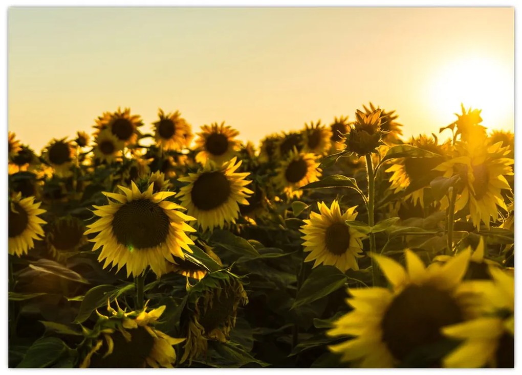 Tablou cu lan de floarea soarelui (70x50 cm)