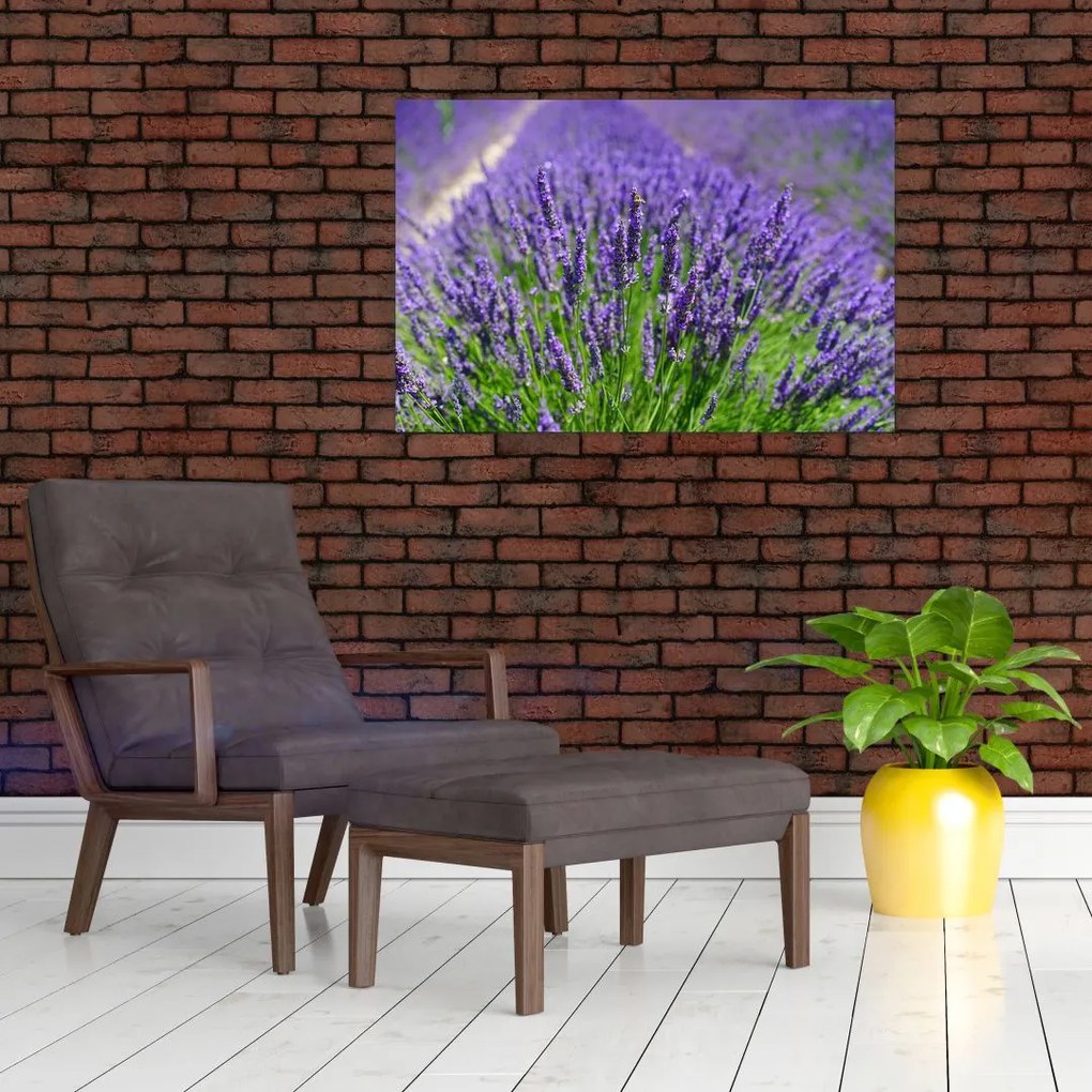 Tablou - lavanda (90x60 cm)