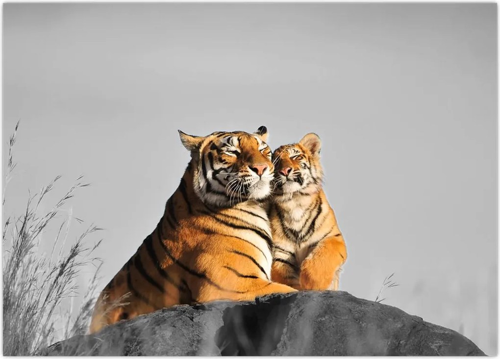 Tablou pe sticlă - Tigroaica cu pui, versiunea alb-negru (70x50 cm)
