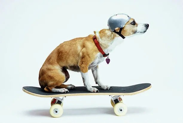 Fotografie Dog with Helmet Skateboarding, Chris Rogers