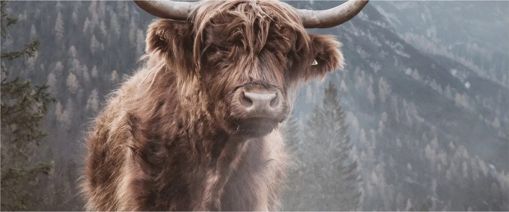 Tablou - Vaca Highlander (120x50 cm)