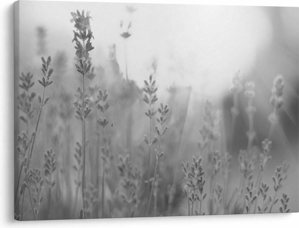 Tablou - Lavanda (70x50 cm)