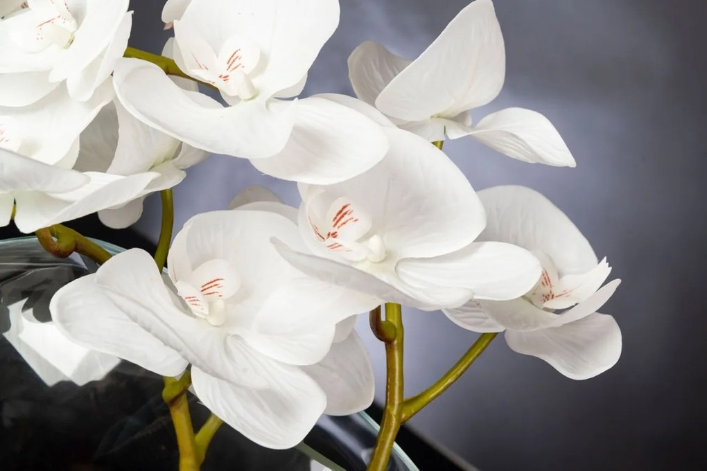 Aranjament floral mediu design LUX OVAL PHALAENO PLANT