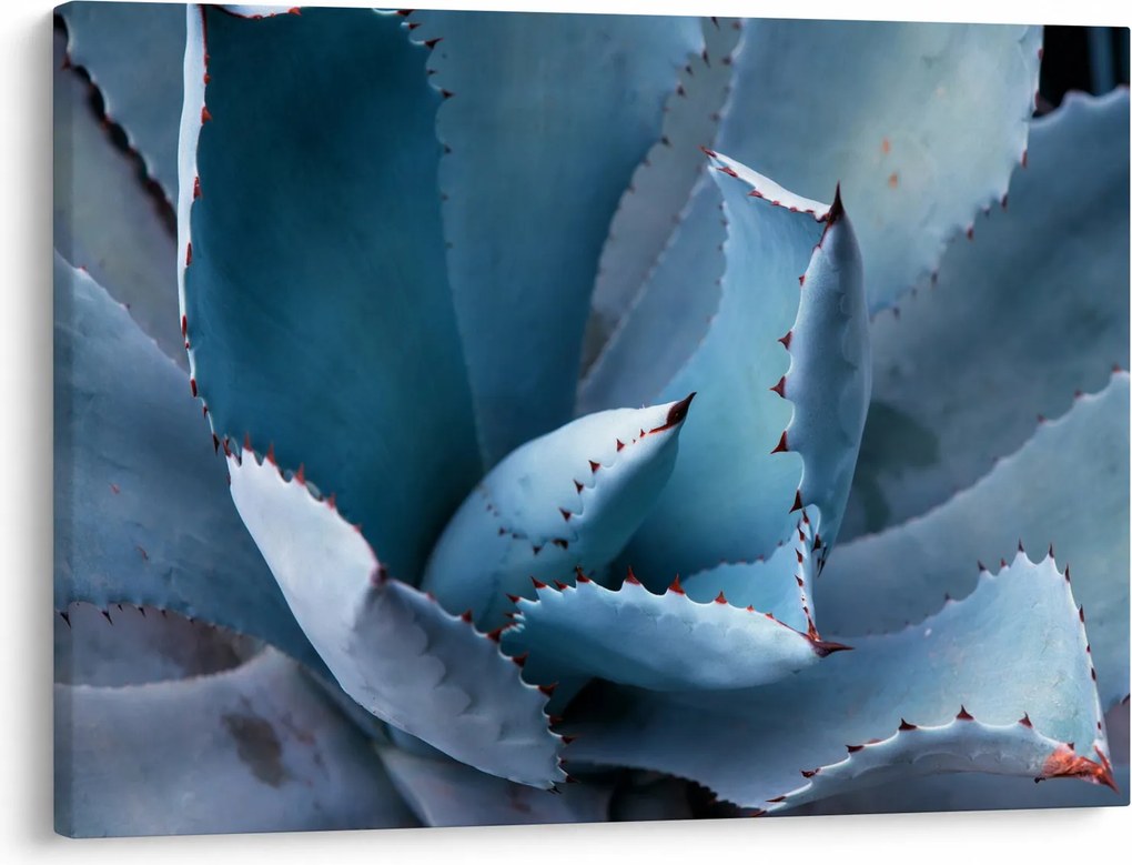 Tablou - Agave (70x50 cm)