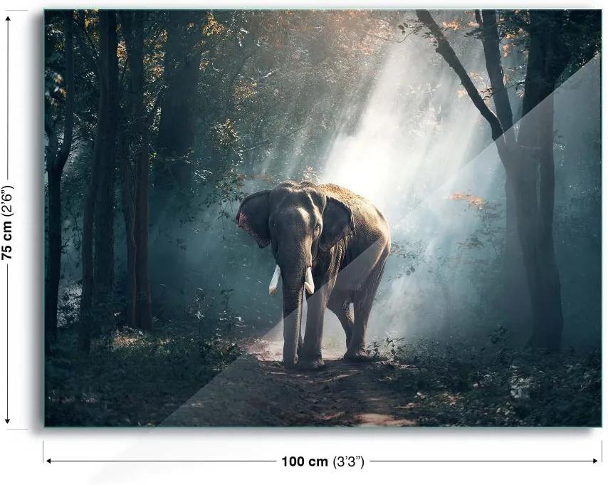 GLIX Tablou pe sticlă - Elephant Path 100x75 cm