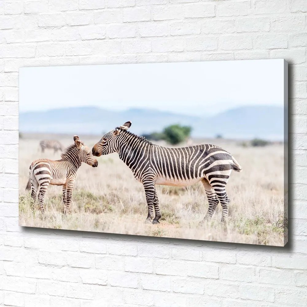 Tablou pe pânză canvas Zebre în munți