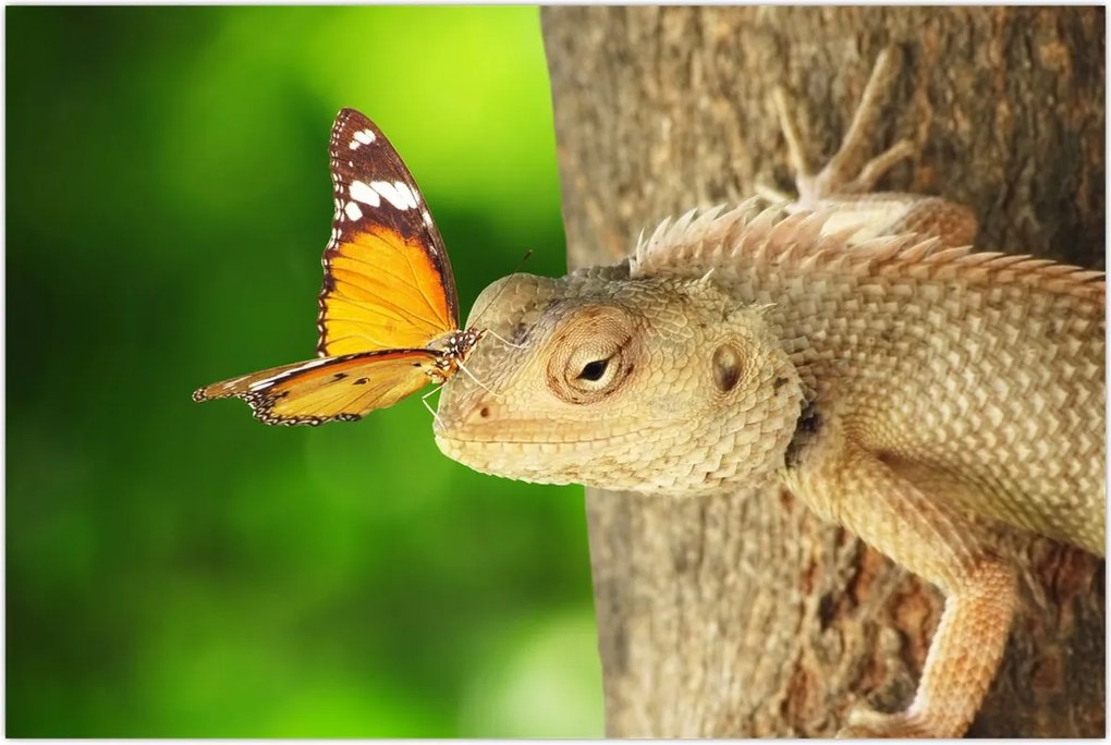 Tablou - Șopârlă (90x60 cm)