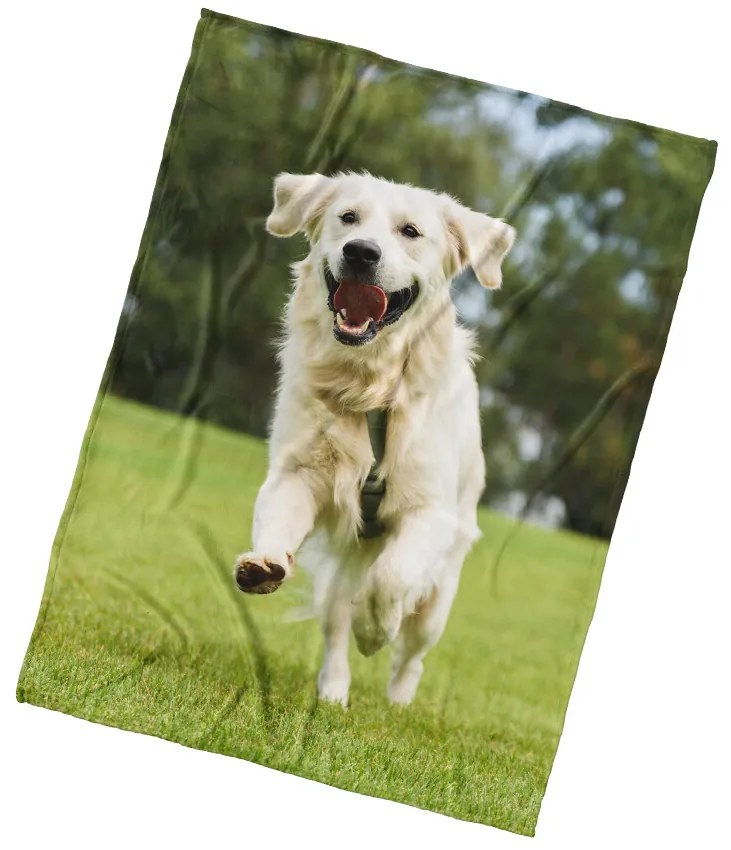 Pătură din microfibră BedTex Câine GoldenRetriever, 150 x 200 cm