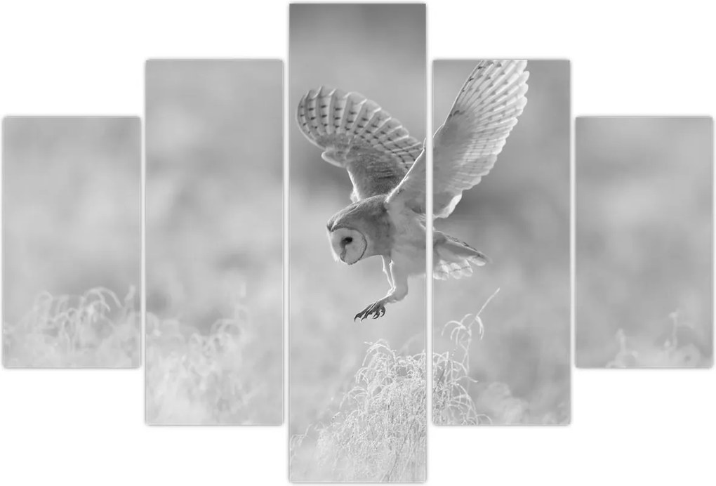 Tablou - Bufniță,alb-negru (150x105 cm)