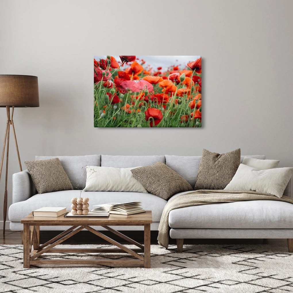 Tablou din câmp cu maci (90x60 cm)
